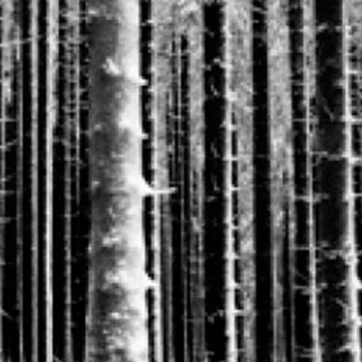 Greenwood_art_dietmar_baum