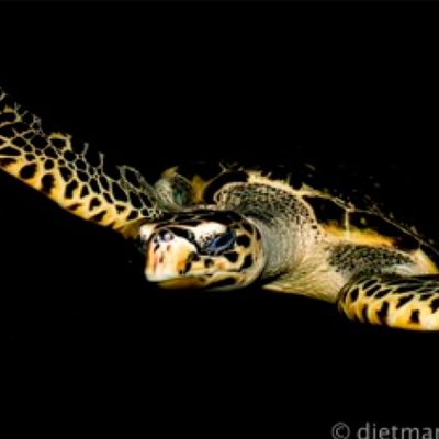 turtle_art_dietmar_baum_onlineshop_kunst_Hamburg